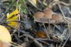 psathyrella_03_t1.jpg