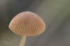 psathyrella_04_t1.jpg