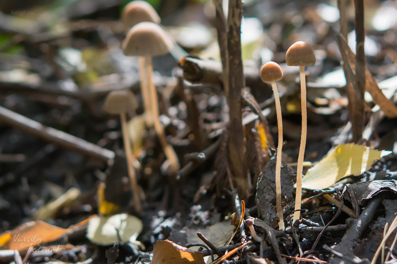 psathyrella_07.jpg