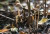 psathyrella_07_t1.jpg