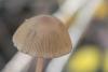 psathyrella_09_t1.jpg