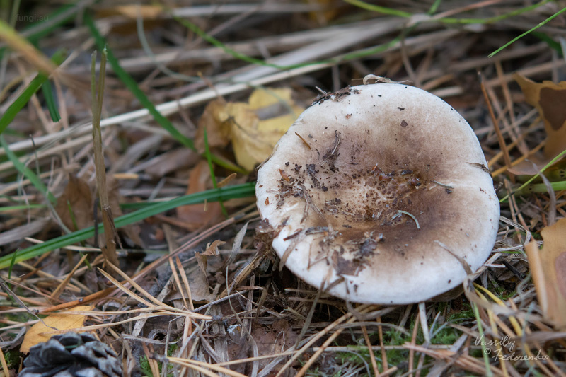 russula-acrifolia_01.jpg