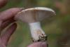 russula-acrifolia_02_t1.jpg