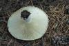 russula-chloroides_02_t1.jpg