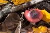 russula_01_t1.jpg