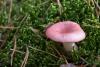 russula_01_t1_1.jpg