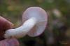 russula_02_t1_1.jpg