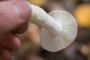 russula_03_t1.jpg