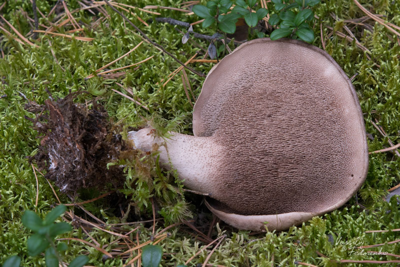 sarcodon-squamosus_02.jpg