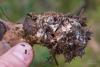 sarcodon-squamosus_04_t1.jpg