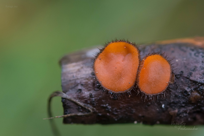 scutellinia_01_2.jpg