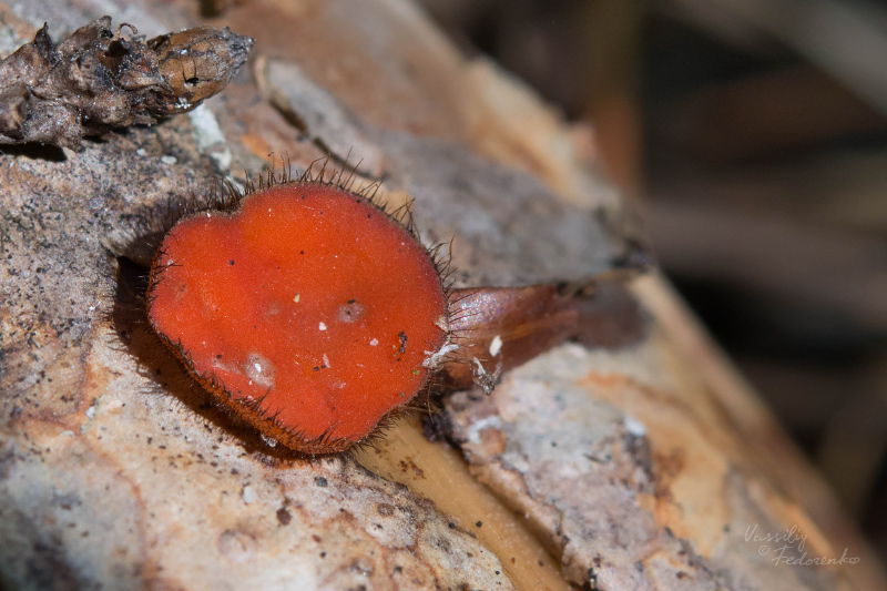scutellinia_02.jpg