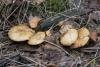 suillus-flavidus_01_t1.jpg