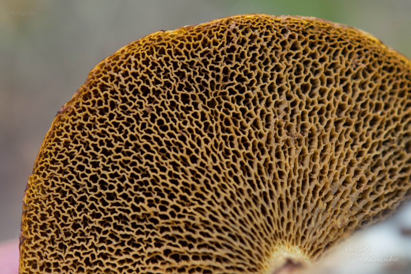 suillus-flavidus_02.jpg