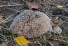 thelephora_01_t1.jpg