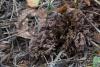 thelephora_02_t1.jpg