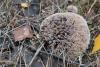 thelephora_03_t1.jpg