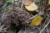 thelephora_05_t1.jpg