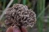 thelephora_06_t1.jpg