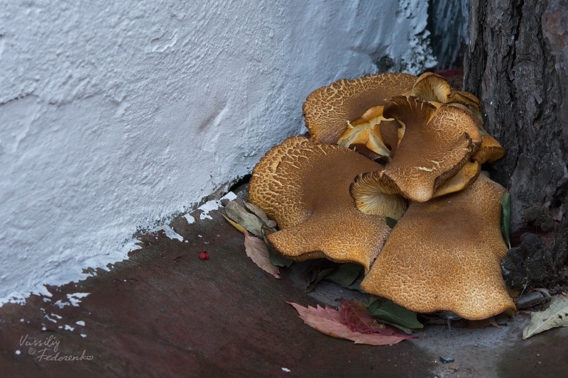 tricholomopsis_01.jpg