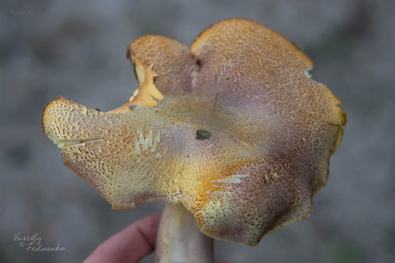 tricholomopsis_02.jpg