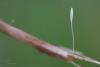 typhula_01_t1.jpg