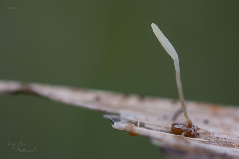 typhula_02.jpg