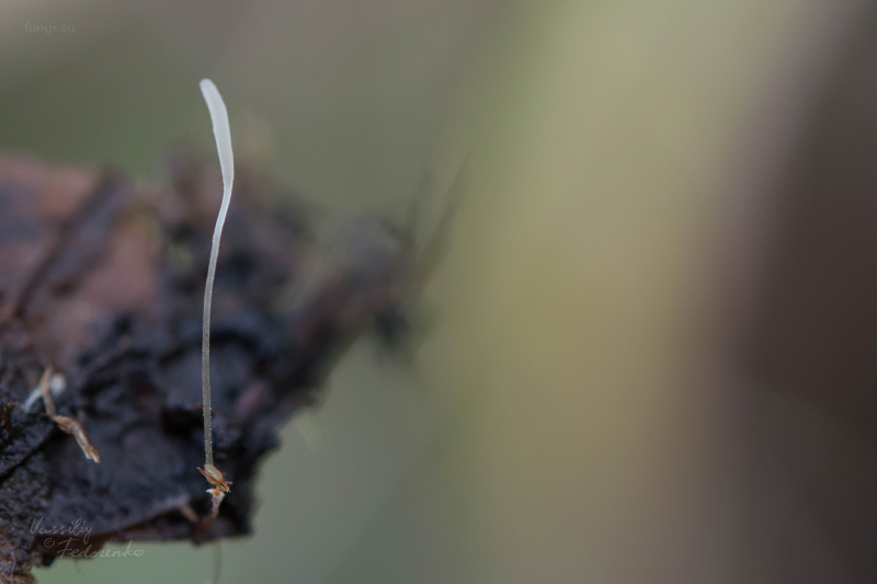 typhula_05.jpg