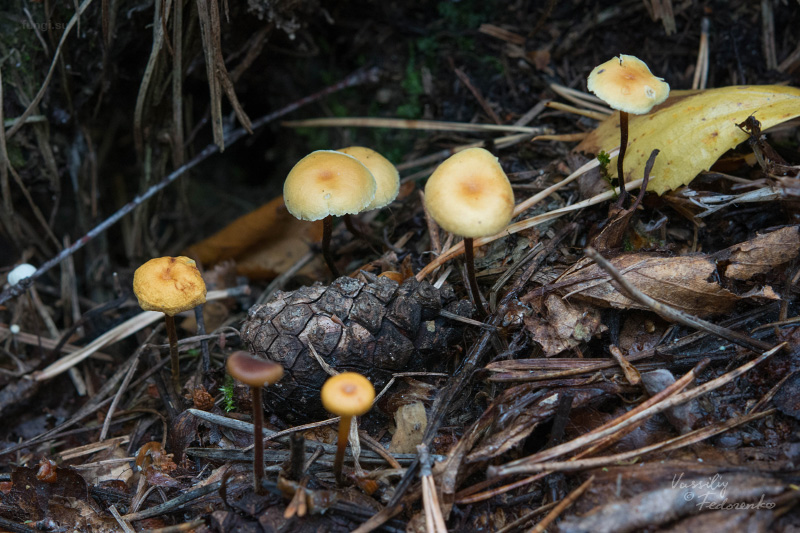 xeromphalina_01.jpg