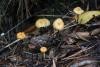 xeromphalina_01_t1.jpg