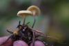 xeromphalina_02_t1.jpg
