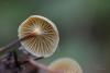 xeromphalina_03_t1.jpg