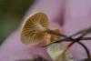 xeromphalina_04_t1.jpg