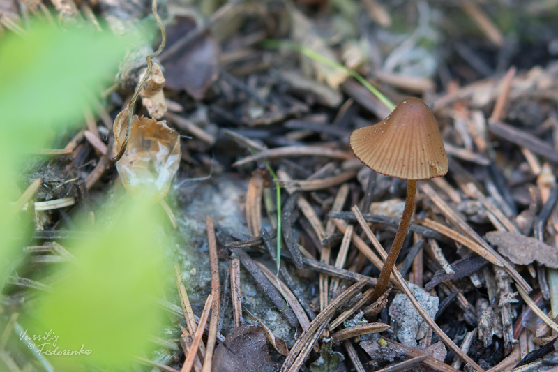 conocybe_01.jpg