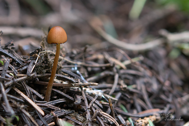 conocybe_01_1.jpg