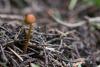 conocybe_01_t1_1.jpg