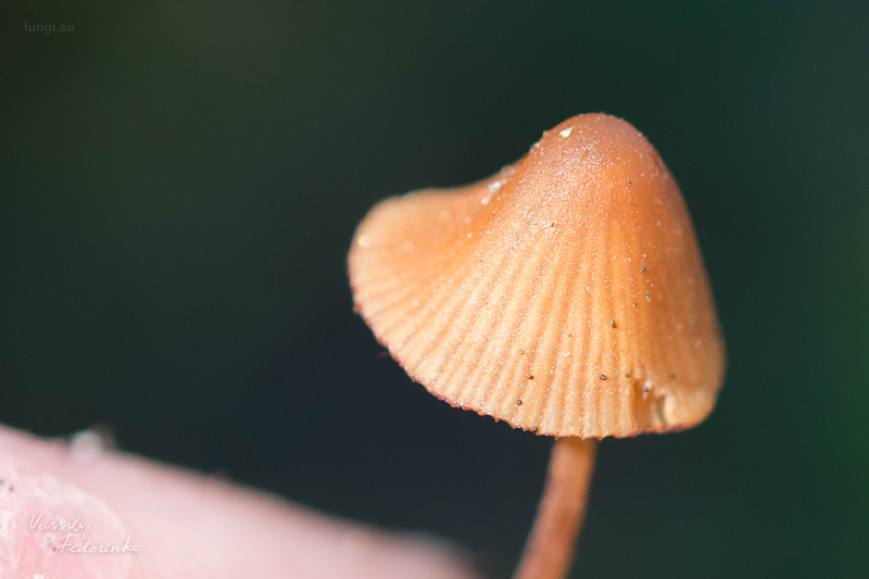 conocybe_02.jpg