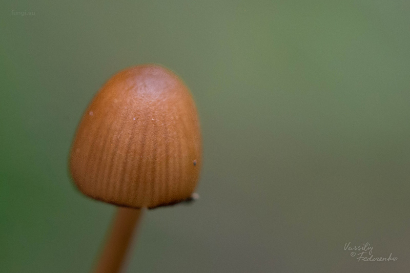 conocybe_02_1.jpg