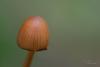 conocybe_02_t1_1.jpg