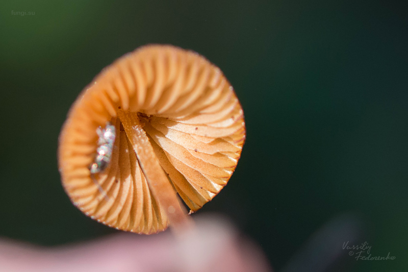 conocybe_03.jpg