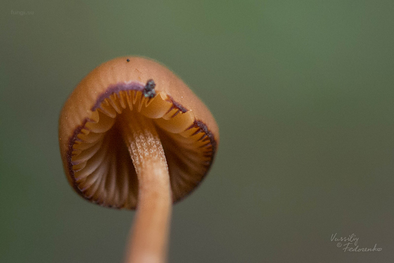 conocybe_03_1.jpg