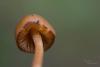 conocybe_03_t1_1.jpg