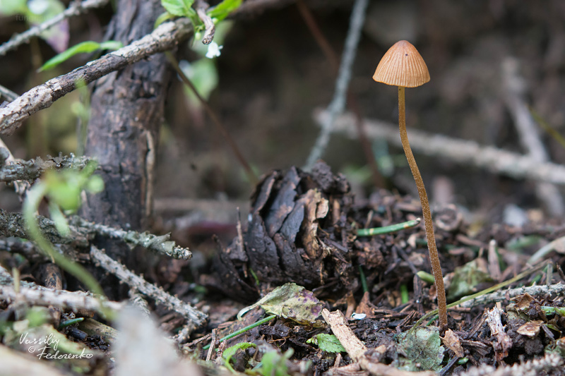 conocybe_04.jpg