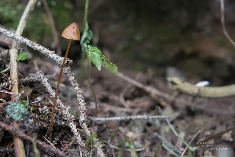 conocybe_05.jpg