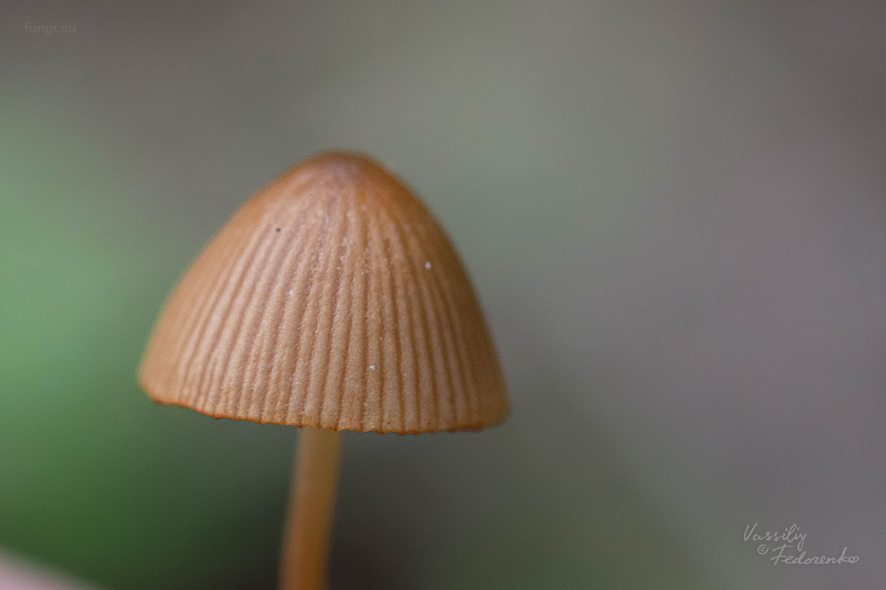 conocybe_07.jpg