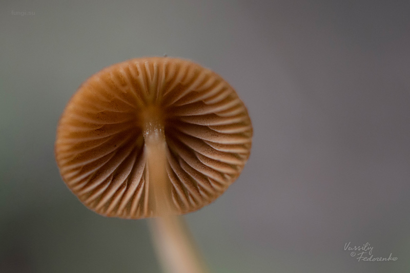 conocybe_08.jpg