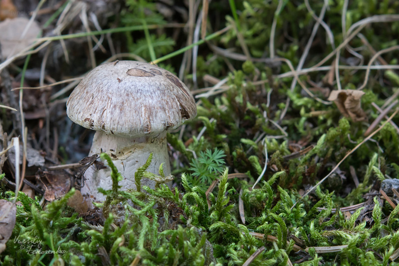 cortinarius_01.jpg