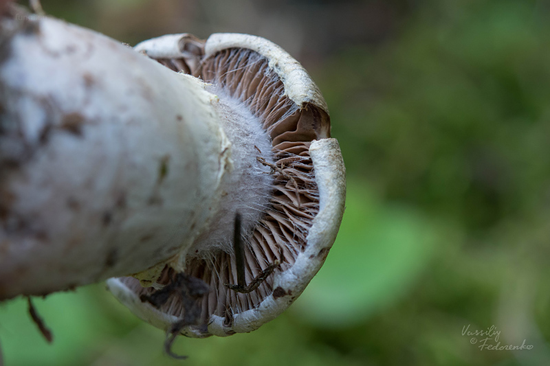 cortinarius_03.jpg