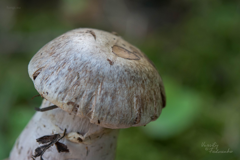 cortinarius_04.jpg