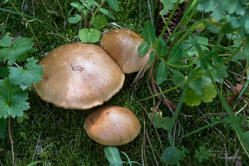 cortinarius_05.jpg